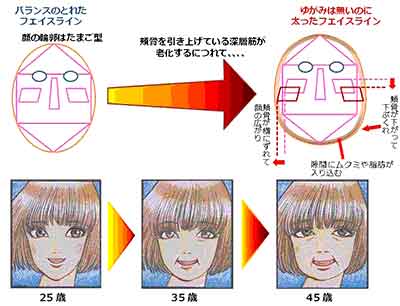 大顔になるしくみ